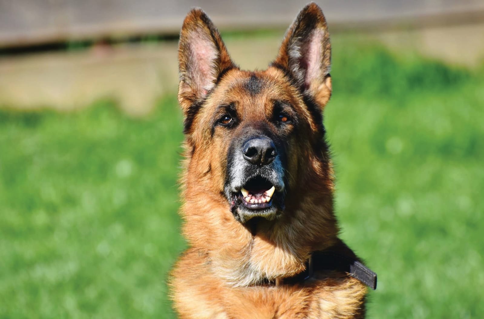 Trained German Shepherd security dog from the Masterfound Security K9 unit